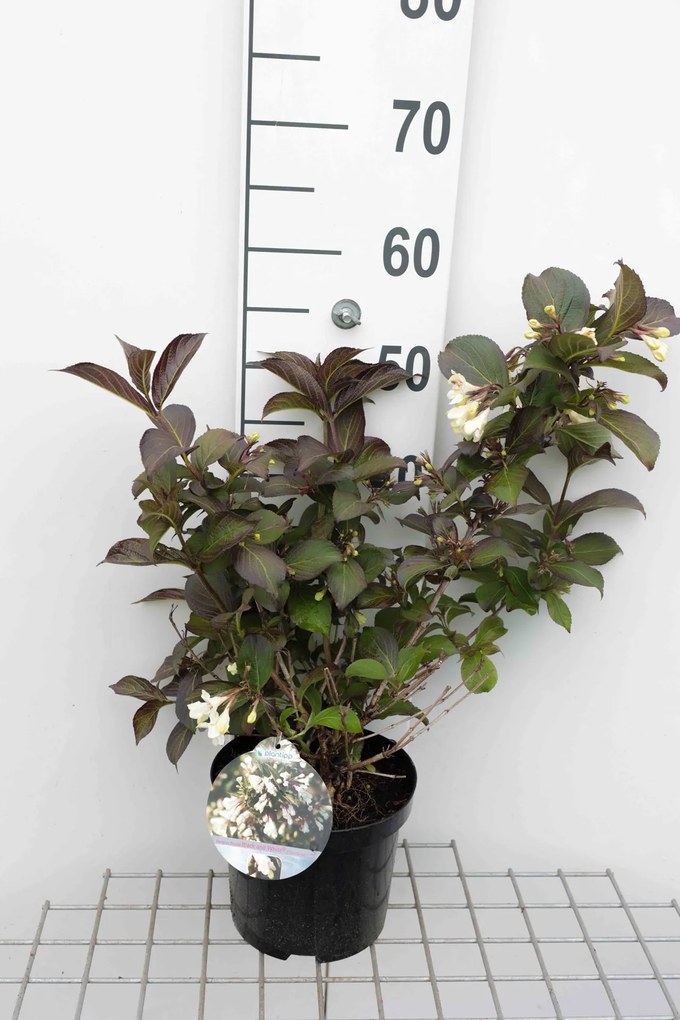 Weigela 'Courtacad1' - pot - 30-40 cm