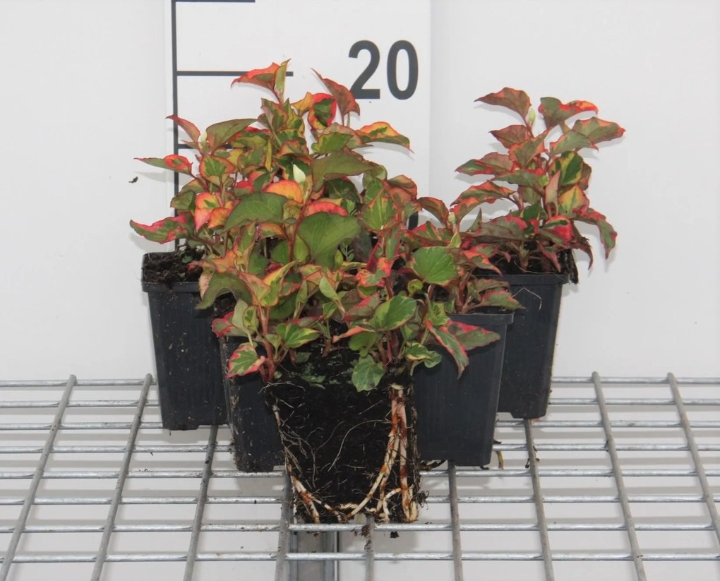 Houttuynia cordata'Chameleon'- pot 9x9 cm - Moerasanemoon