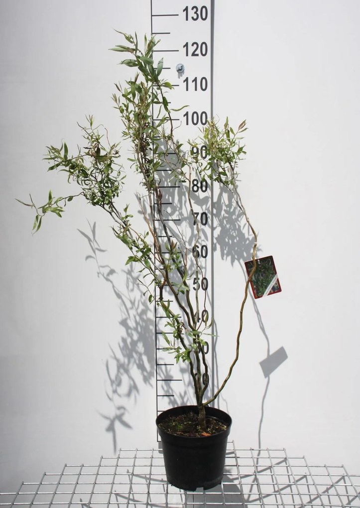 Salix babylonica 'Tortuosa' - pot - 40-60 cm