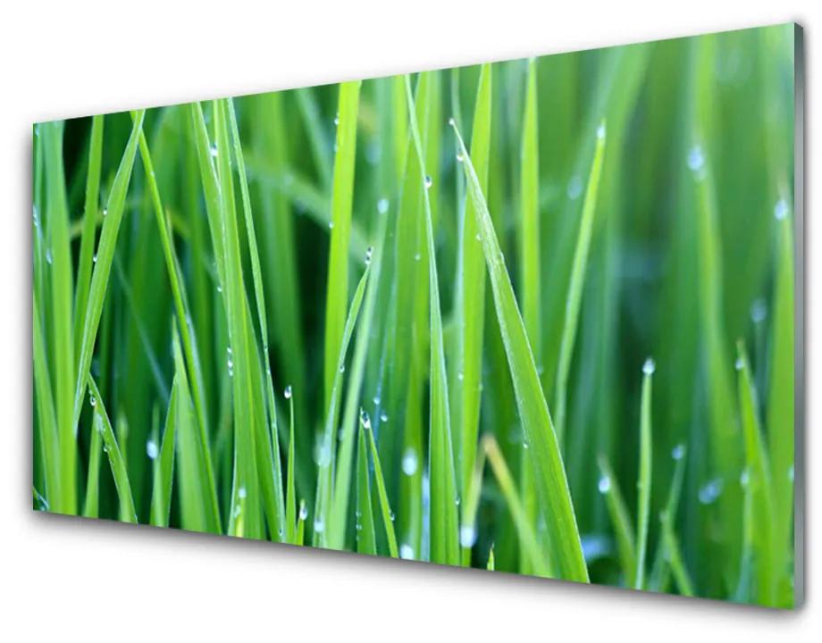 Glas foto Grass nature plant drops 100x50 cm