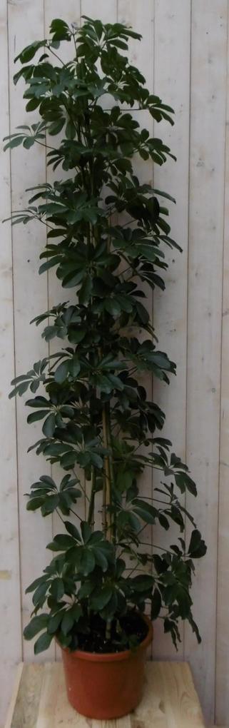 Kamerplant Schefflera Vingersboom donkergroen 120 cm