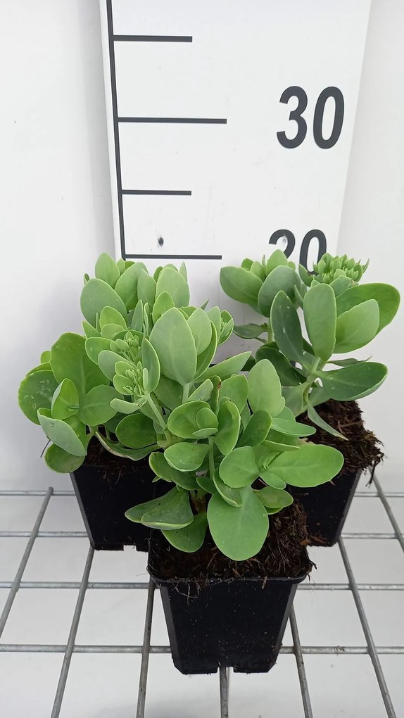 Sedum spectabile'Brillant'- pot 9x9 cm - Vetkruid