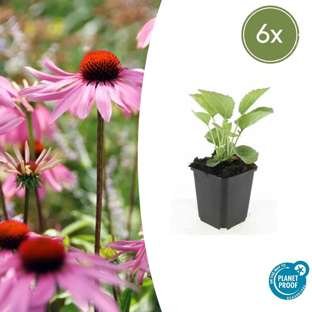 Echinacea purpurea 'Magnus - 20cm