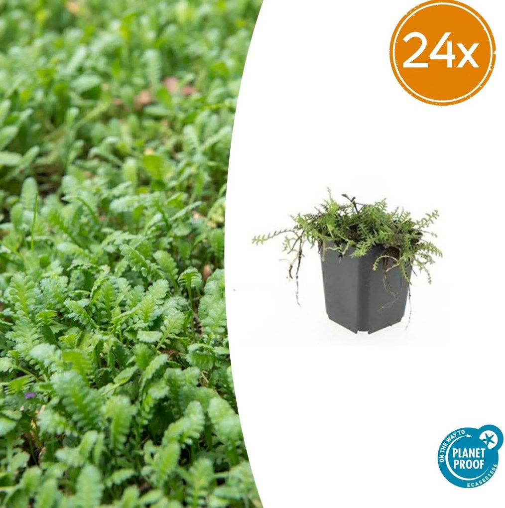 Leptinella Squalida - 20cm