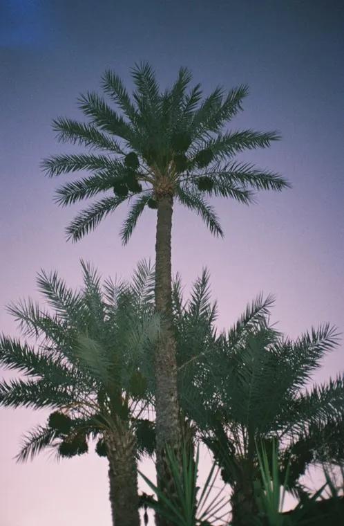 Atmospheric Palms