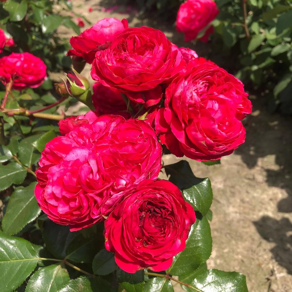 Rosa 'Meideauri' (Leonardo da Vinci) - pot
