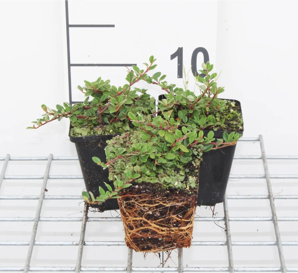 Cotoneaster procumbens 'Queen of Carpets' - pot 9x9 cm - 15-20 cm -