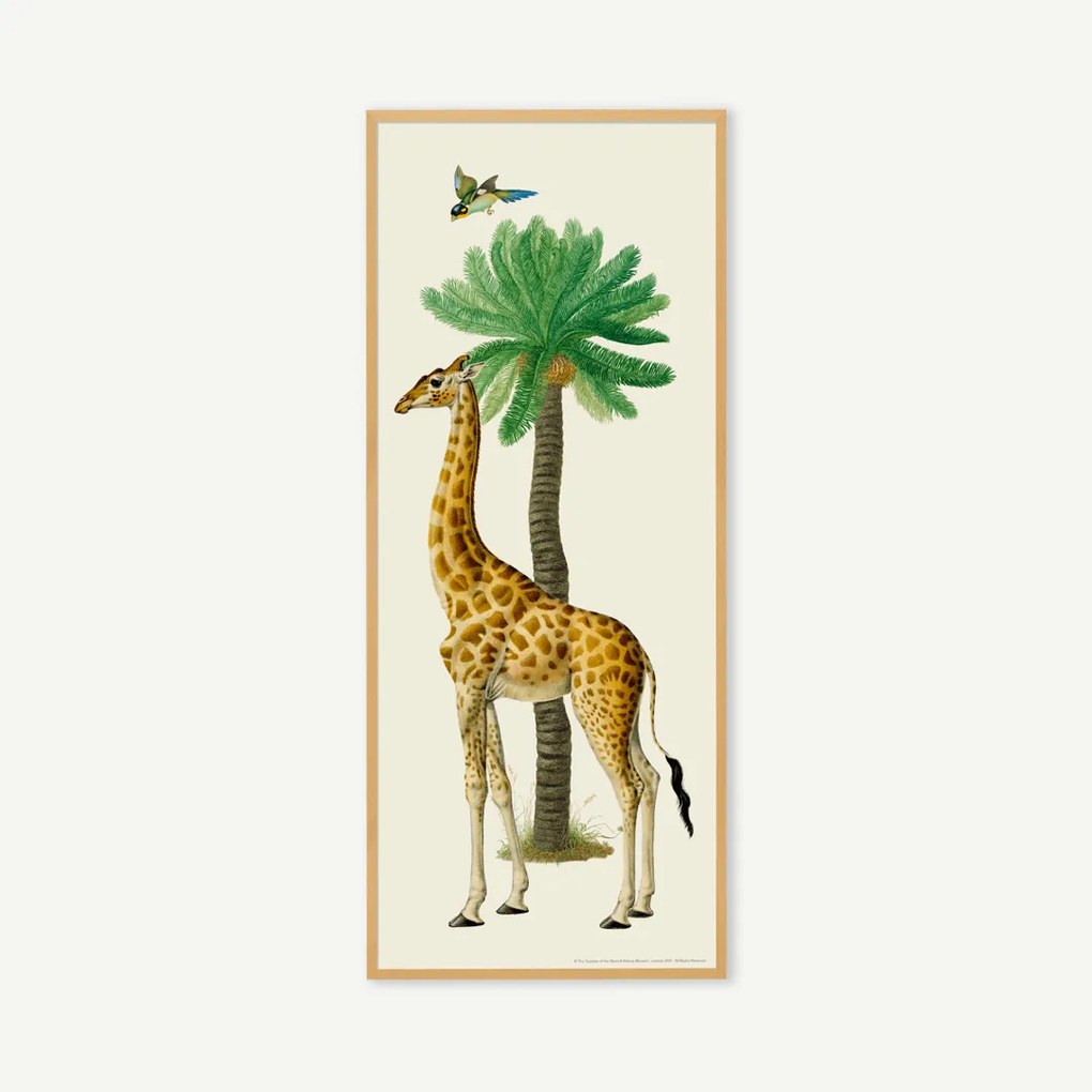 Natural History Museum, 'Vintage Giraffe', ingelijste print, 40x100 cm
