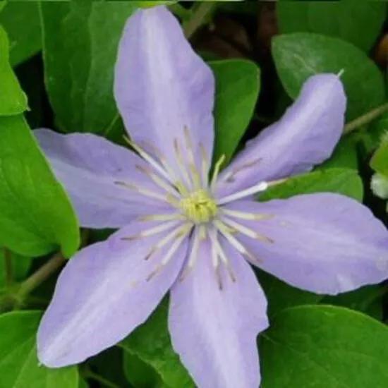 Clematis Justa: 3 halen/2 betalen - Klimplant lila blauw Klimplanten van