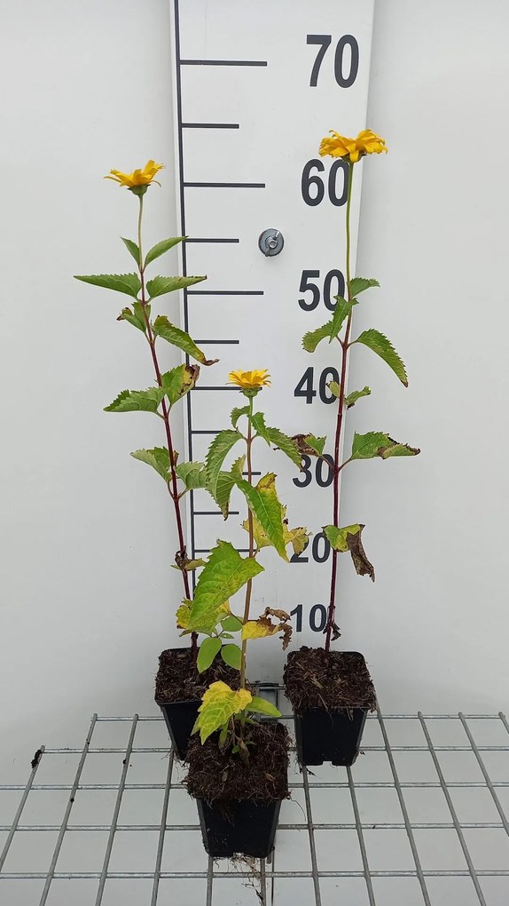 Heliopsis helianthoides 'Summer Sun' - pot 9x9 cm