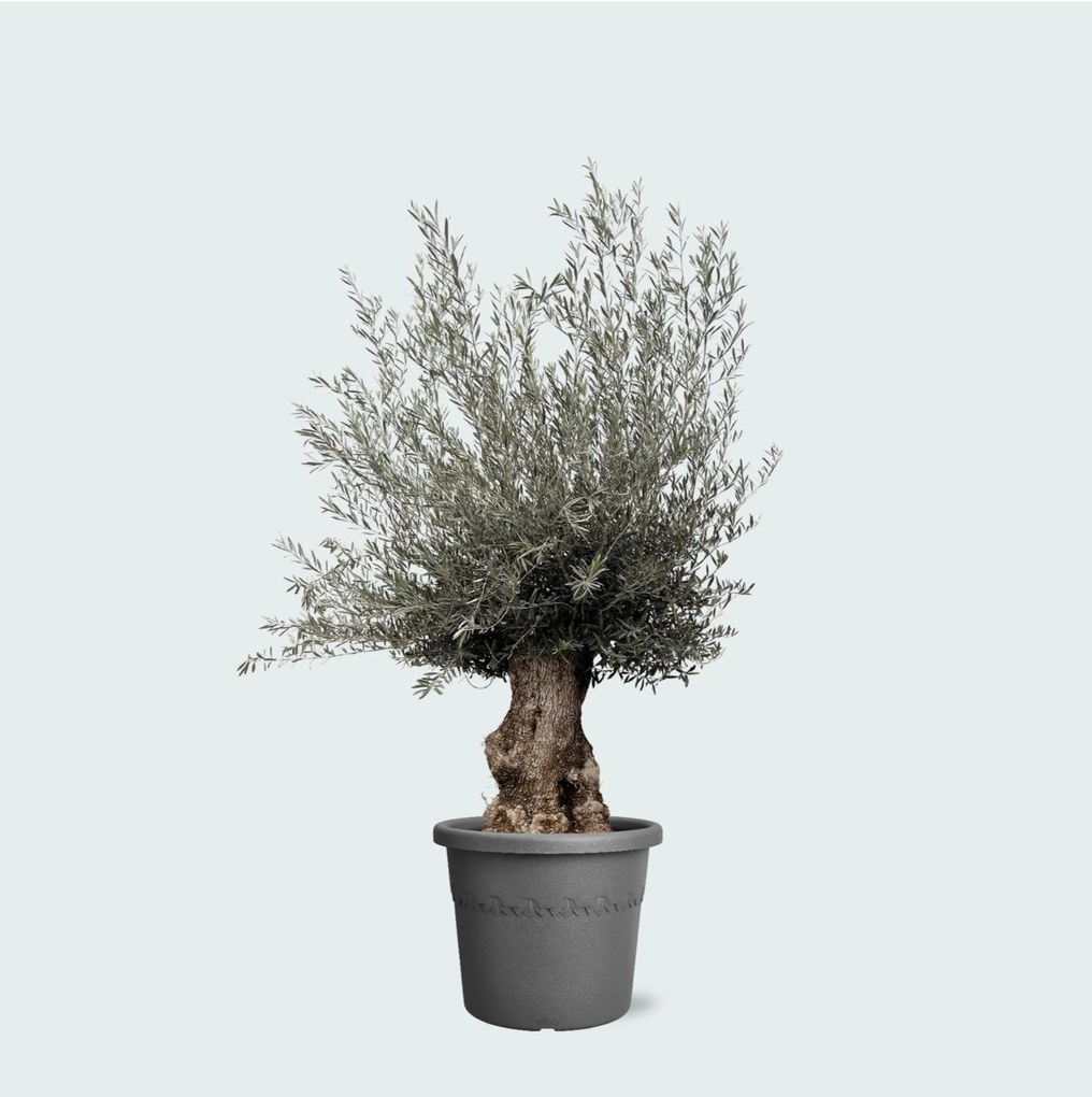 Olijfboom Olea Europaea bonsai XXL - 270cm
