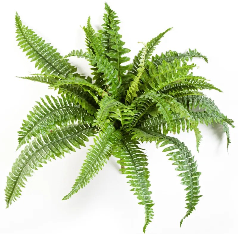 Varen Nephrolepis Boston - 50 cm