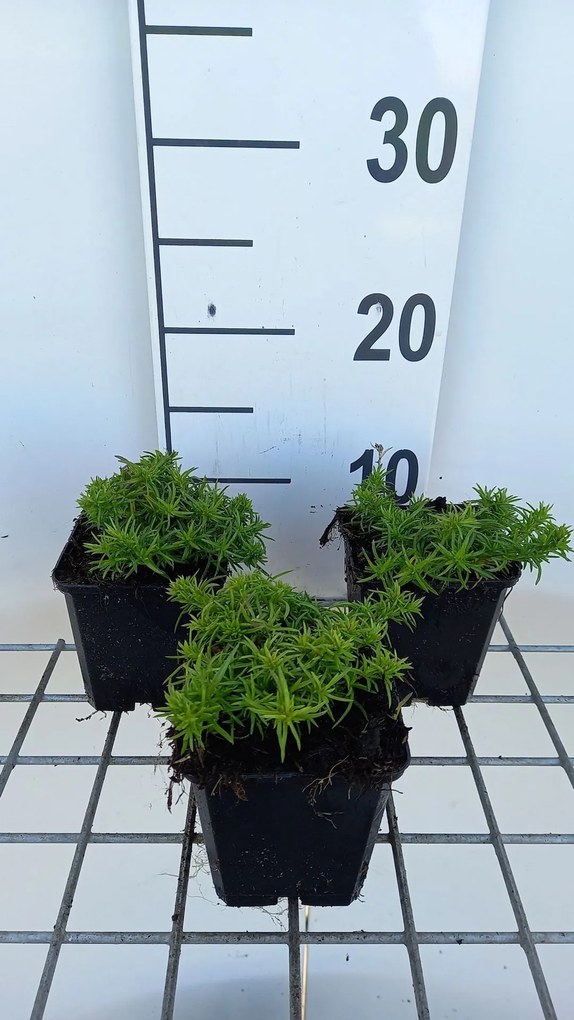 Phlox 'Samson' - pot 9x9 cm