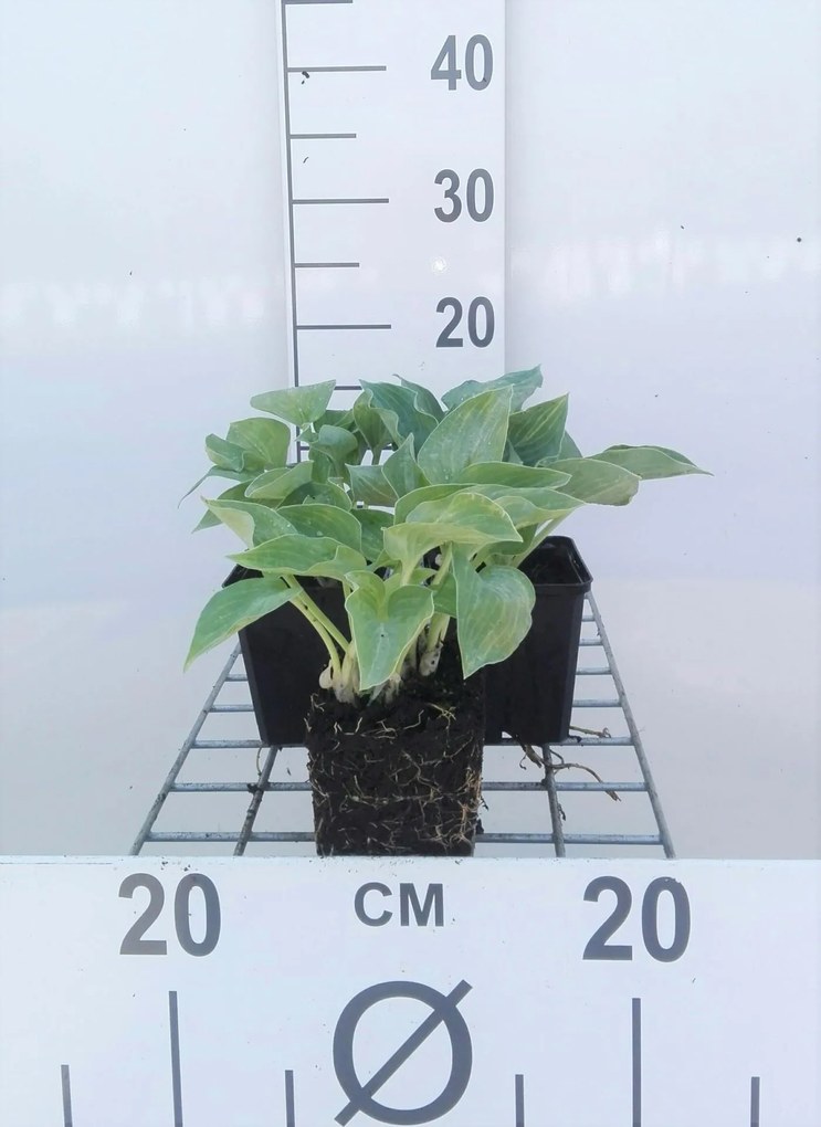 Hosta 'Blue Cadet' - pot 9x9 cm -