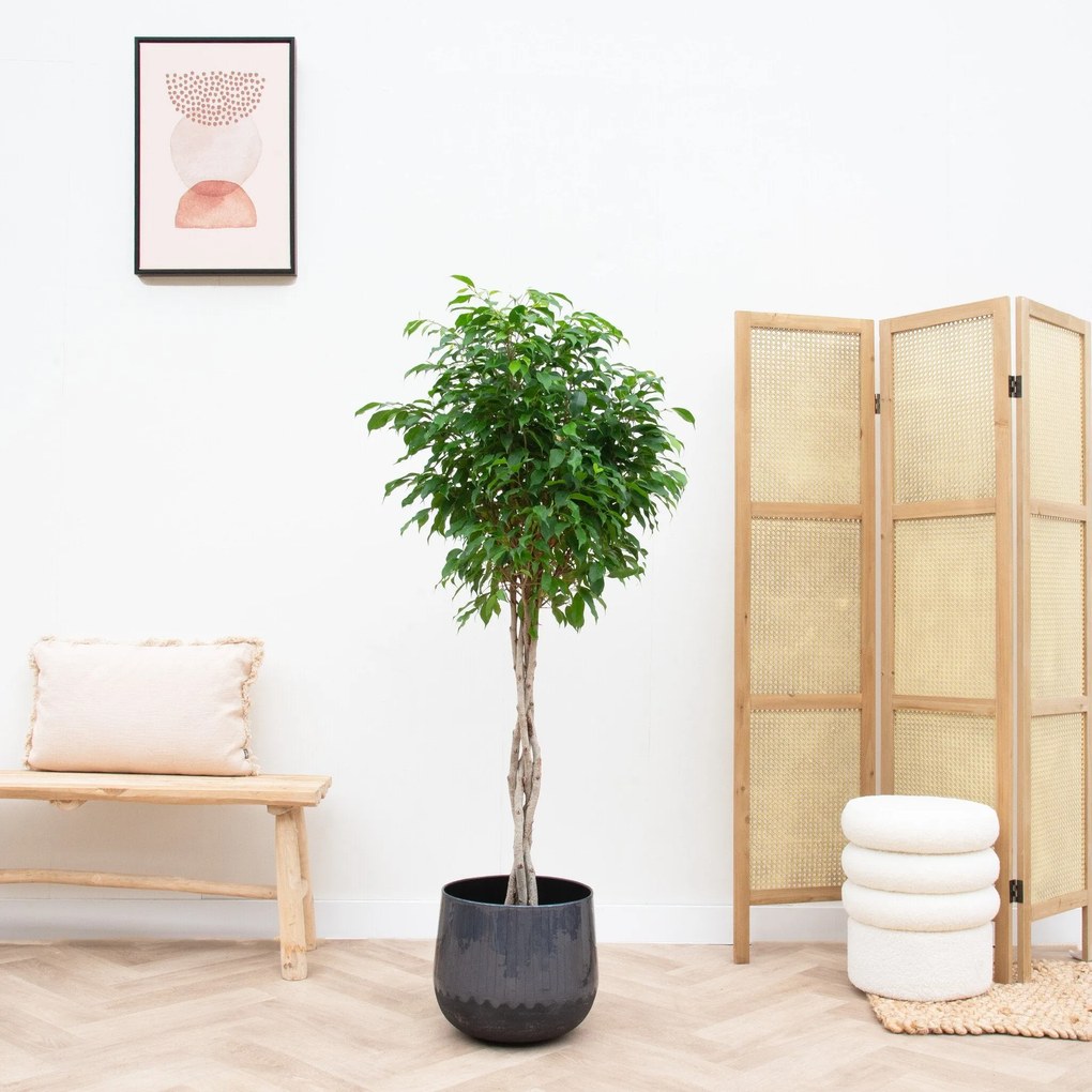 Ficus Benjamina gevlochten stam - 130cm