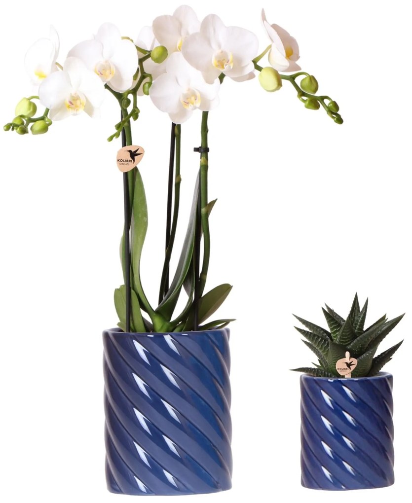 Combi deal - Orchidee (Phalaenopsis) Amabilis + Succulent inclusief sierpotten Candy blauw