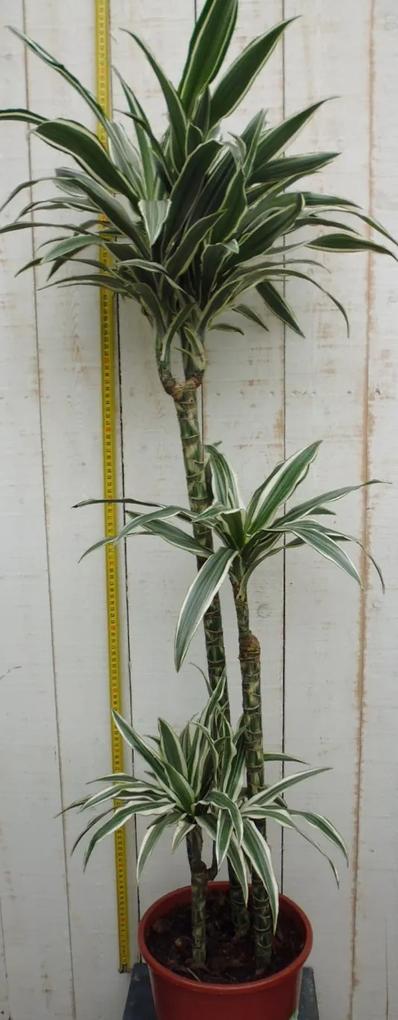Kamerplant Drakenbloedboom Dracaena Fragrans Wit-Groen 120 cm