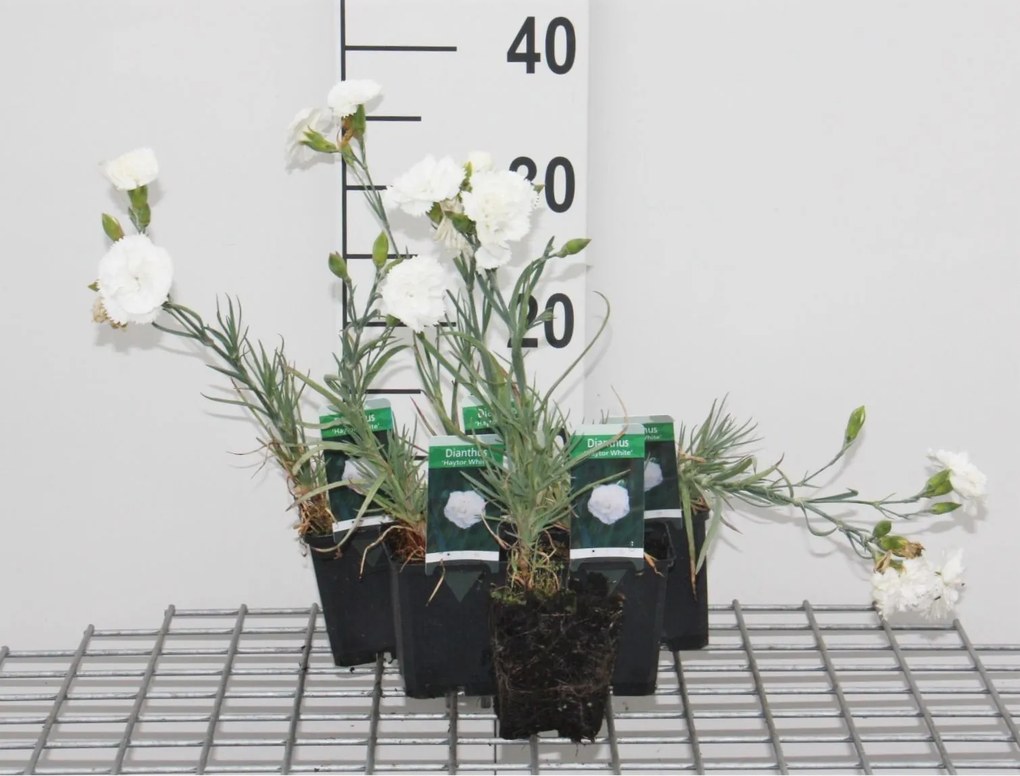 Dianthus 'Haytor White' - pot 9x9 cm