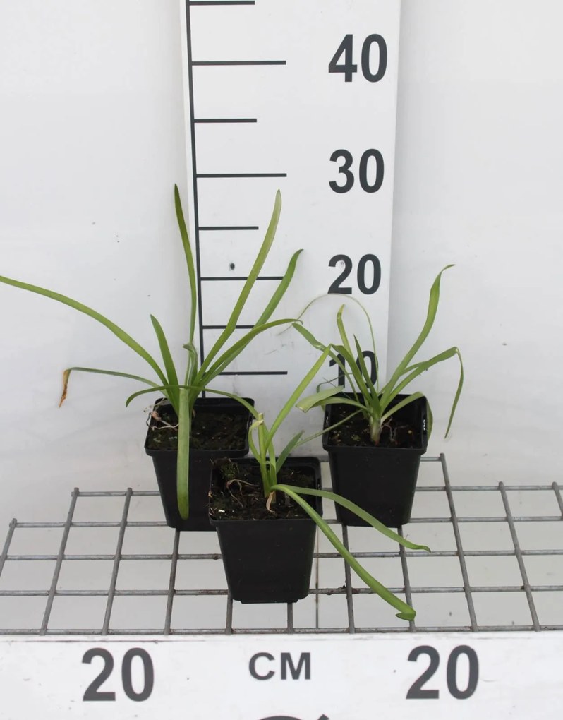 Agapanthus africanus 'Albus' - pot 9x9 cm -