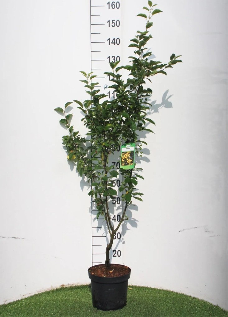 Malus 'Golden Hornet' - pot - 60-100 cm