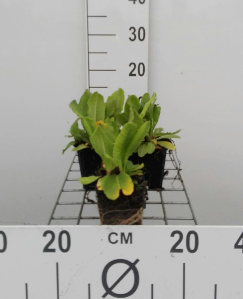 Primula denticulata 'Rubin' - pot 9x9 cm -