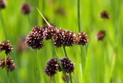 Juncus ensifolius - Biopot diameter 7 cm