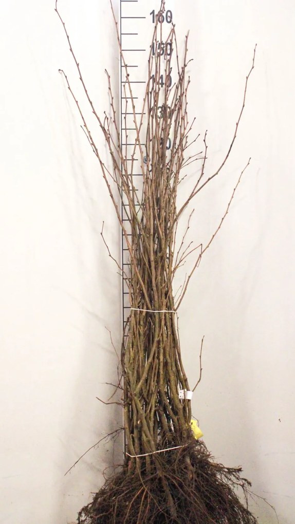 Corylus avellana - blote wortel - 90-120 cm -