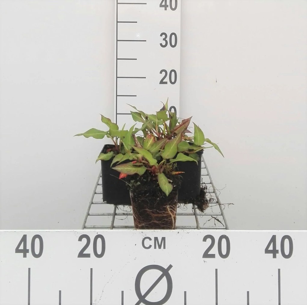 Persicaria amplexicaulis 'Orangofield' (Orange Field) - pot 9x9 cm