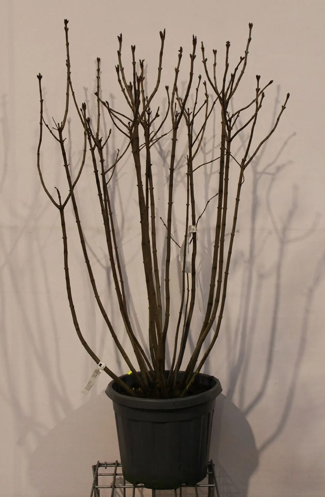 Syringa vulgaris 'Michel Buchner' - pot 35L - 125-150 cm