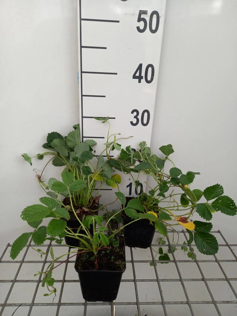 Fragaria rubicola 'Mount Omei' - pot 9x9 cm