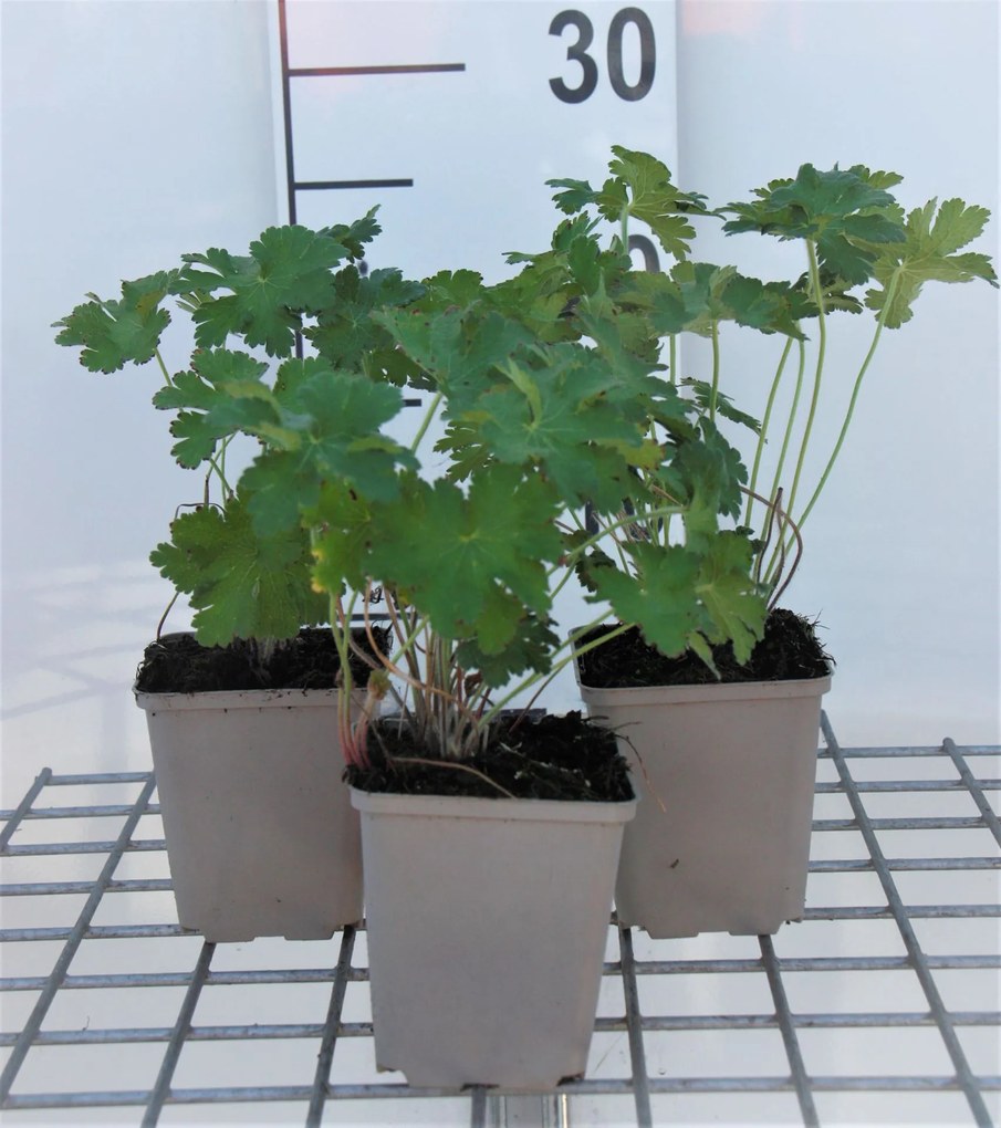 Geranium x magnificum - pot 9x9 cm