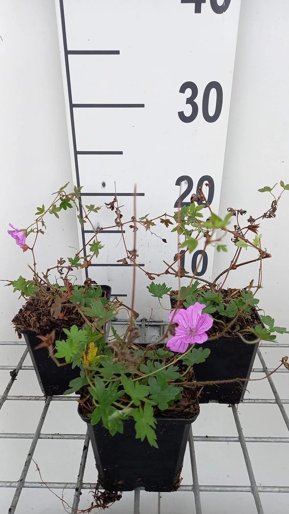Geranium 'Blushing Turtle' - pot 9x9 cm