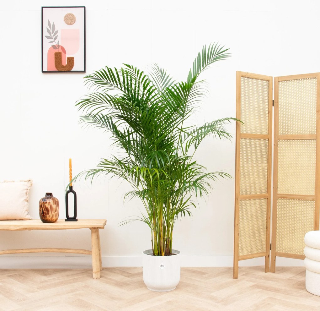 Combi deal - Dypsis Lutescens (Areca palm) inclusief elho Vibes Fold Round - 160cm