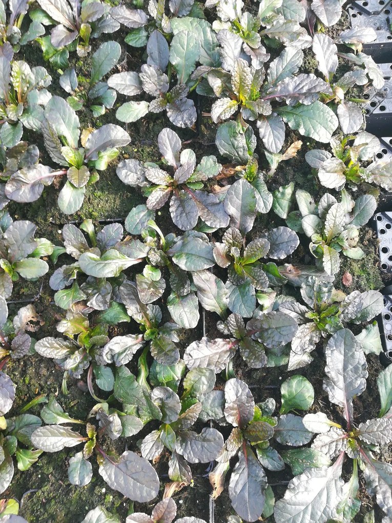 Ajuga reptans 'Purple Torch' - pot 9x9 cm -