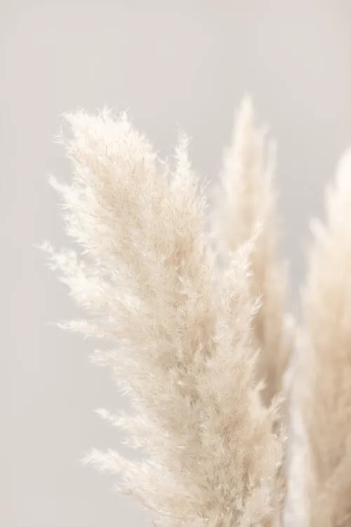 Foto Pampas Grass Grey 03, Studio Collection