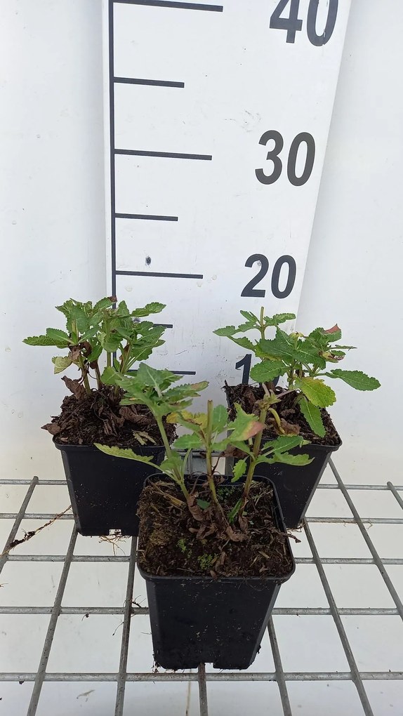 Salvia nemorosa'Blue Marvel'- pot 9x9 cm -