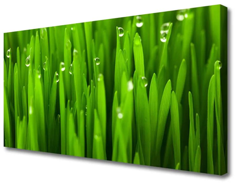 Print van doek Grass nature plant 100x50 cm