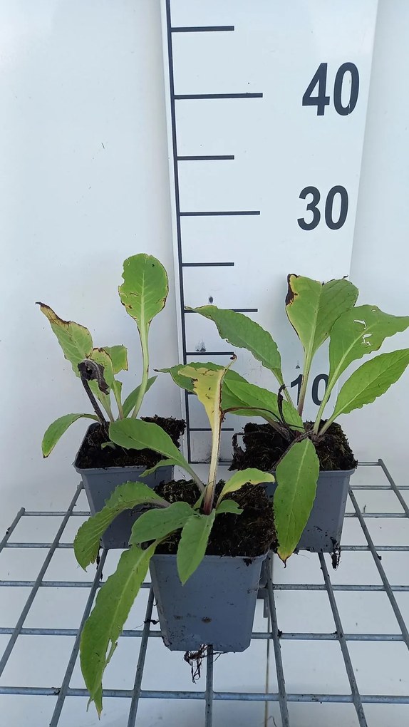 Symphytum officinale - pot 9x9 cm (Smeerwortel 'Echte Smeerwortel') -