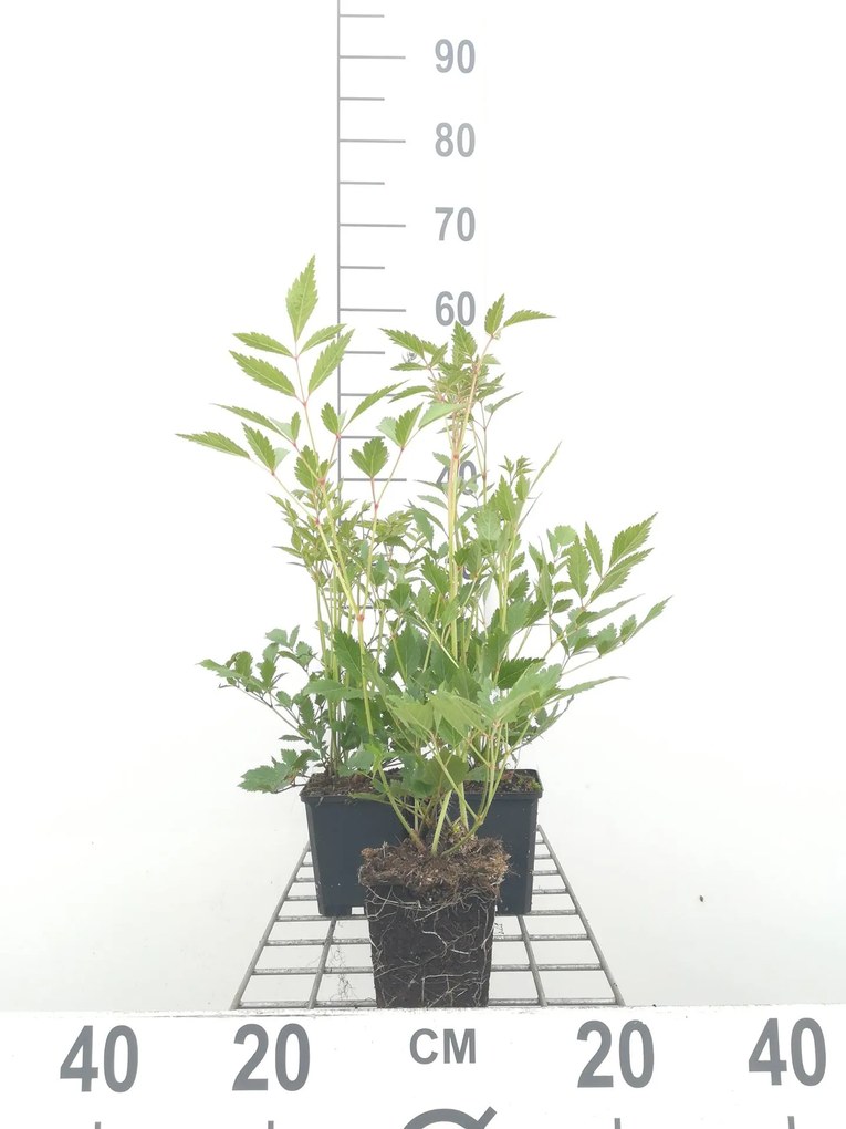 Astilbe 'Rheinland' - pot 9x9 cm -
