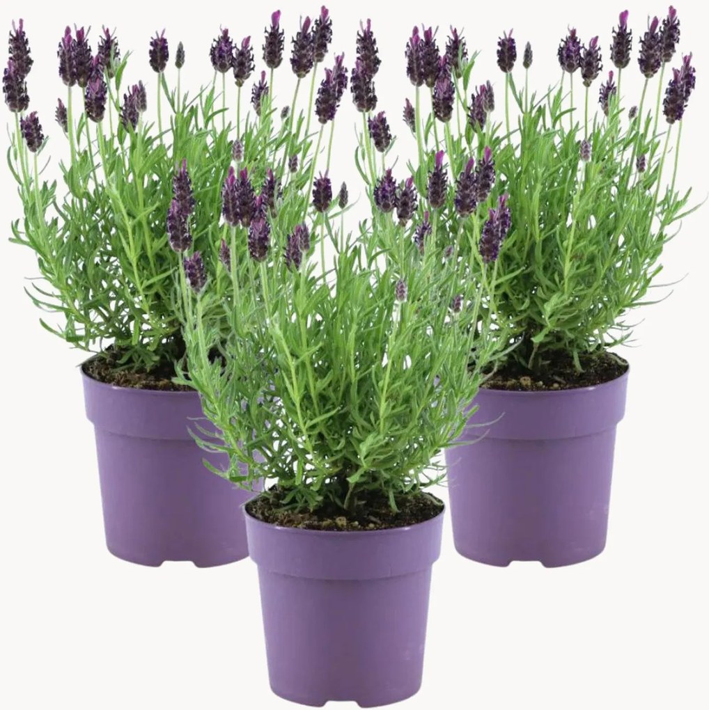 Planten Violet Franse lavendel Lavandula stoechas Anouk, 3-delig