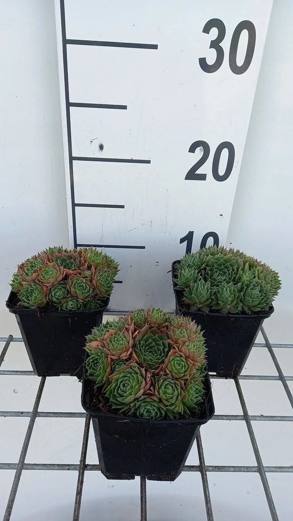 Sempervivum tectorum 'Triste' - pot 9x9 cm