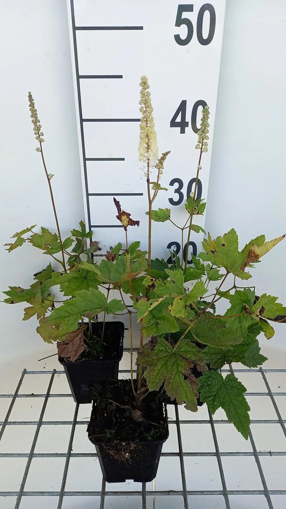 Actaea racemosa var. cordifolia - pot 9x9 cm - Zilverkaars
