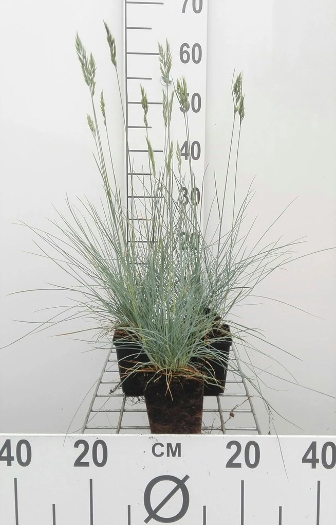 Festuca glauca 'Elijah Blue' - pot 9x9 cm -