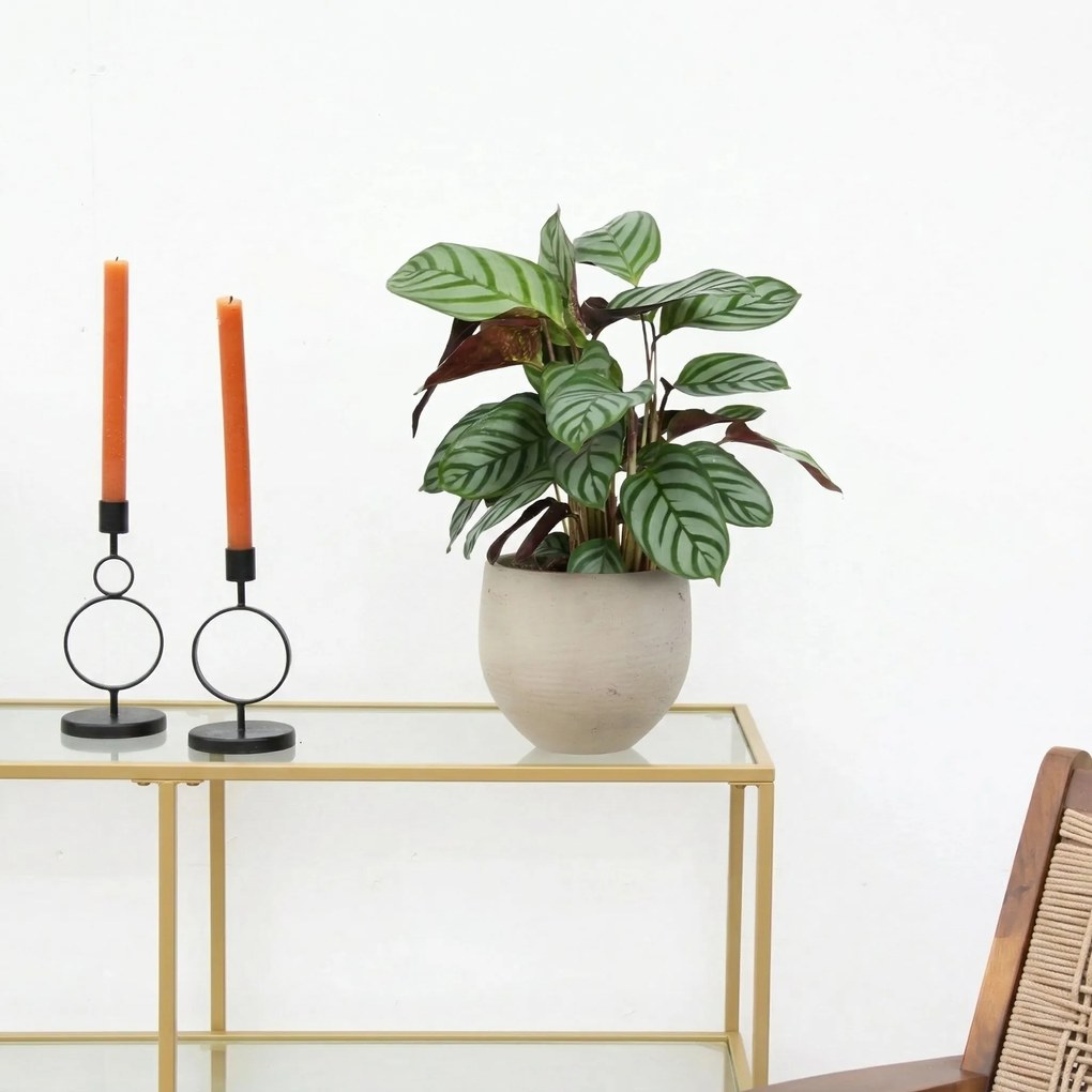 Calathea  Compactstar - 40 cm