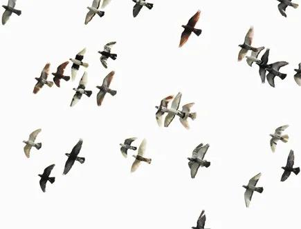 Flock of Birds - S - 100 x 100 cm
