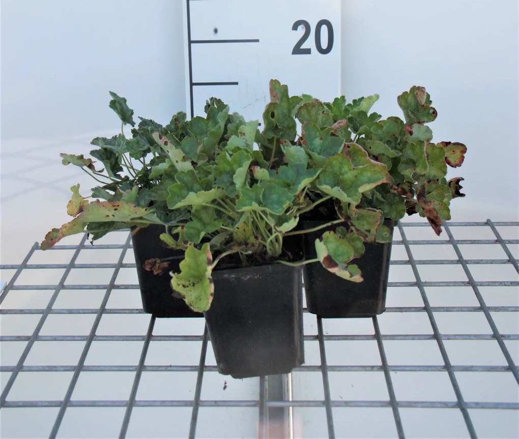 Heuchera sanguinea 'Leuchtkäfer' - pot 9x9 cm