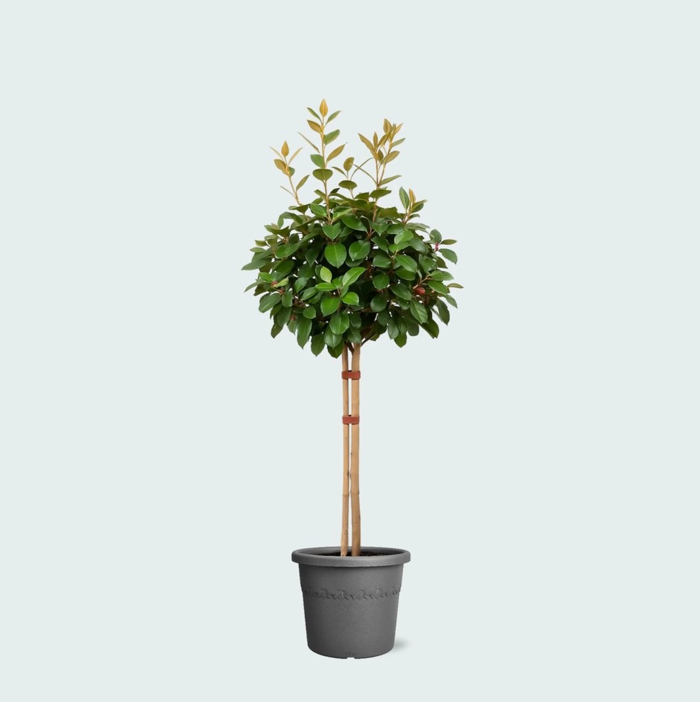 Eleagnus - 130cm