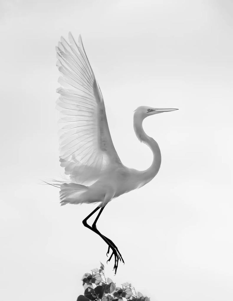 Kunstfotografie Taking off, Vicki Lai, (30 x 40 cm)