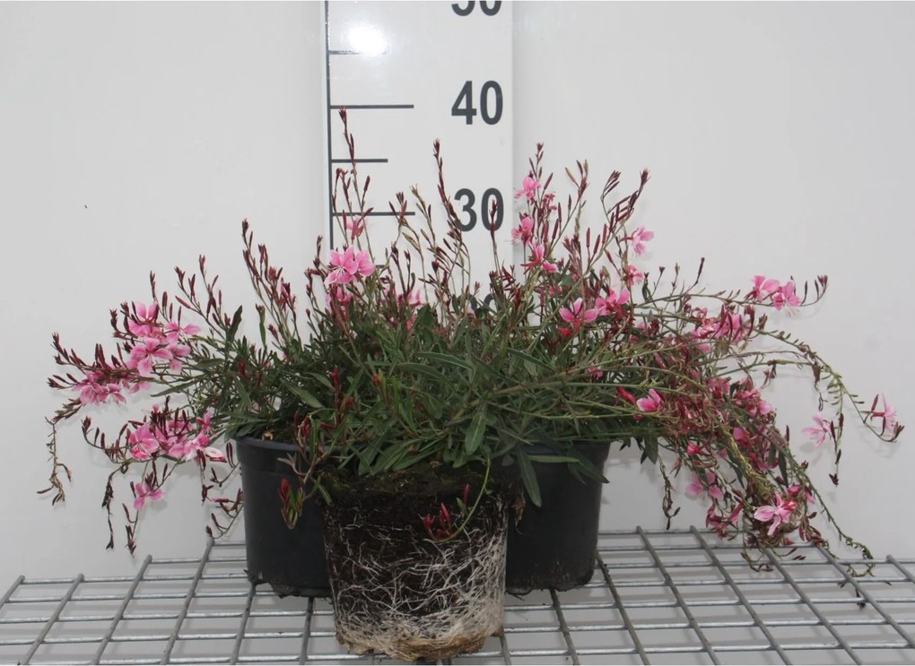 Gaura lindheimeri 'Siskiyou Pink' - pot 2L