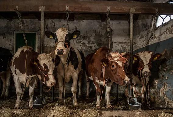Koeien in oude koeienstal - Canvas - 30x20